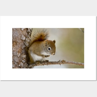Red Squirrel Posters and Art